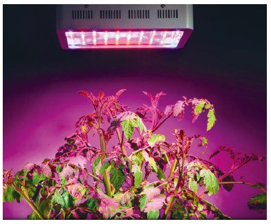Żarówka LED dla roślin
